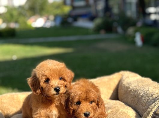 Bebek Yüzlü Malti̇poo Yavrularimiz A Kali̇te