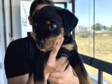 2Aylik Saf Macar Rotweiler