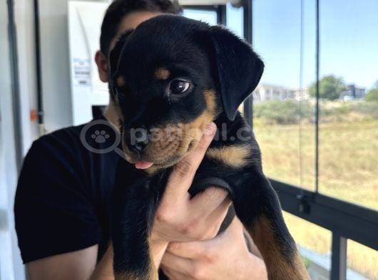 2Aylik Saf Macar Rotweiler görsel