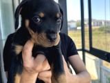 2Aylik Saf Macar Rotweiler