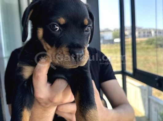 2Aylik Saf Macar Rotweiler görsel