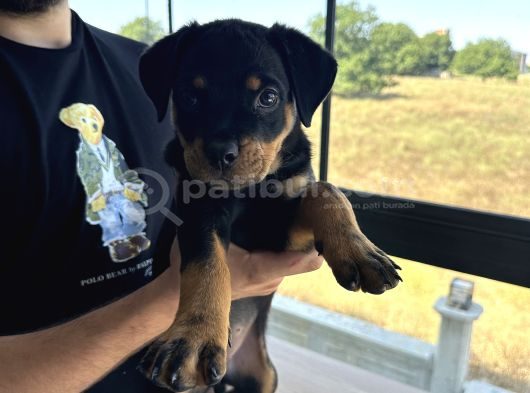 2Aylik Saf Macar Rotweiler görsel