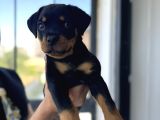 2Aylik Saf Macar Rotweiler