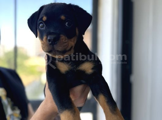2Aylik Saf Macar Rotweiler görsel