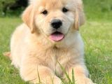 Veteri̇ner Kli̇ni̇ği̇nde Tesli̇m Golden Bebekler