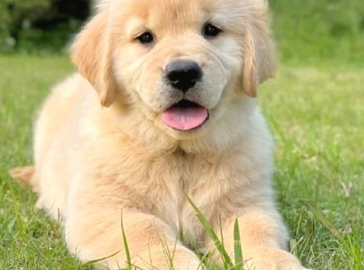 Veteri̇ner Kli̇ni̇ği̇nde Tesli̇m Golden Bebekler görsel