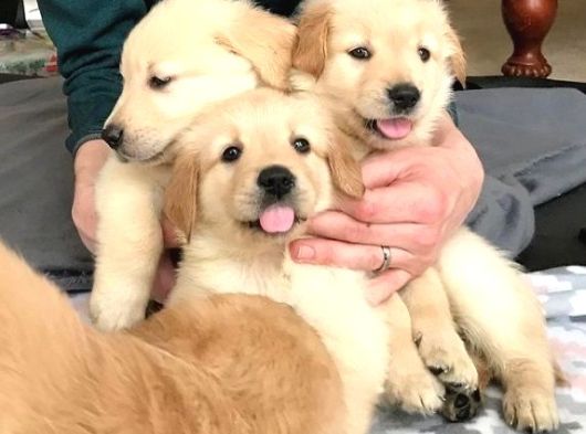 Veteri̇ner Kli̇ni̇ği̇nde Tesli̇m Golden Bebekler görsel