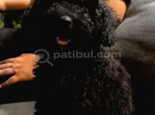 2 Aylik Mi̇ni̇k Toy Poodle