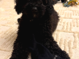 2 Aylik Mi̇ni̇k Toy Poodle