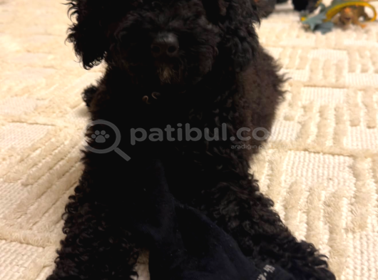 2 Aylik Mi̇ni̇k Toy Poodle görsel