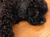 2 Aylik Mi̇ni̇k Toy Poodle