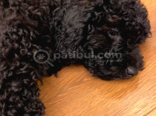 2 Aylik Mi̇ni̇k Toy Poodle görsel