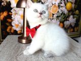Kaliteli Silver-Blue Point Bebekler
