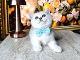 Kaliteli Silver-Blue Point Bebekler