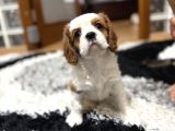 Küt Burun Cavalier King Charles Dişi