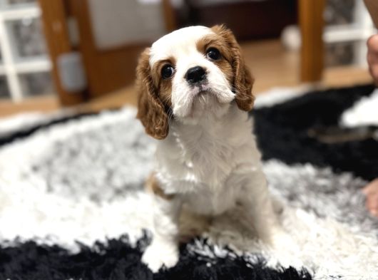 Küt Burun Cavalier King Charles Dişi