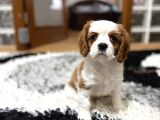 Küt Burun Cavalier King Charles Dişi