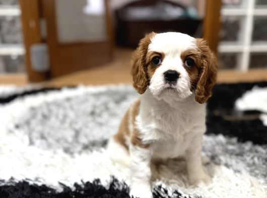 Küt Burun Cavalier King Charles Dişi görsel