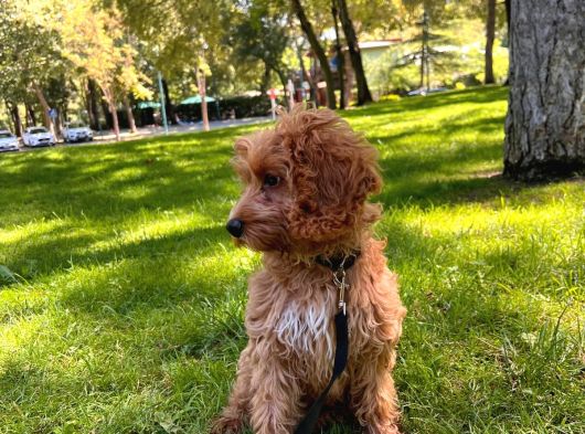 3 Buçuk aylık maltipoo