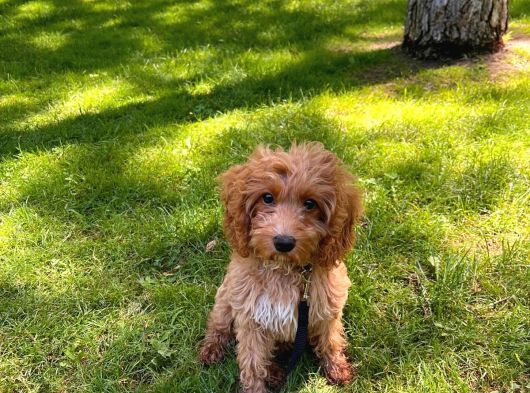 3 Buçuk Aylık Maltipoo görsel