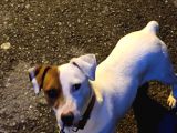 Safkan Orjinal Jack Russel Yavrular