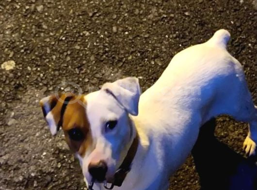 Safkan Orjinal Jack Russel Yavrular görsel
