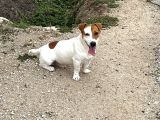 Safkan Orjinal Jack Russel Yavrular