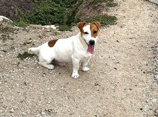 Safkan Orjinal Jack Russel Yavrular görsel