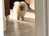 Pomeranian Yetişkin Oğlumuz