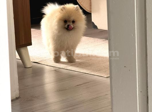 Pomeranian Yetişkin Oğlumuz görsel