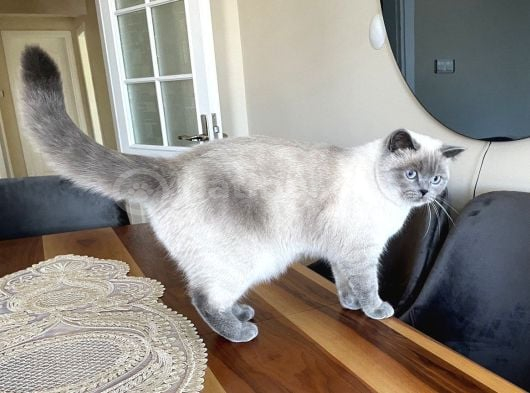 British shorthair blue point dişi 4 yaşında