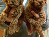 Gerçek Kali̇te İnani̇lmaz Rakamlara Toy Poodle Yavrular