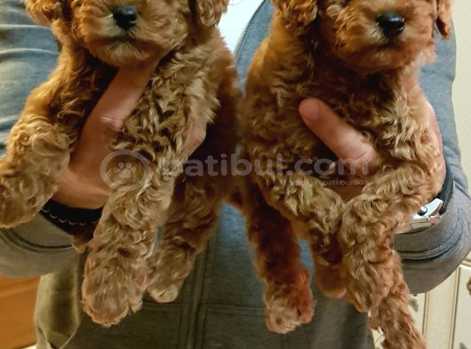 Gerçek Kali̇te İnani̇lmaz Rakamlara Toy Poodle Yavrular görsel