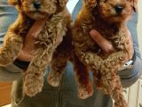 Gerçek Kali̇te İnani̇lmaz Rakamlara Toy Poodle Yavrular