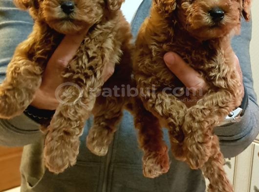 Gerçek Kali̇te İnani̇lmaz Rakamlara Toy Poodle Yavrular görsel