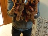 Gerçek Kali̇te İnani̇lmaz Rakamlara Toy Poodle Yavrular