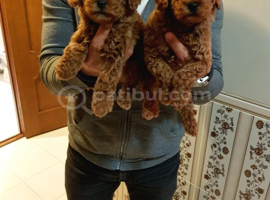 Gerçek Kali̇te İnani̇lmaz Rakamlara Toy Poodle Yavrular görsel