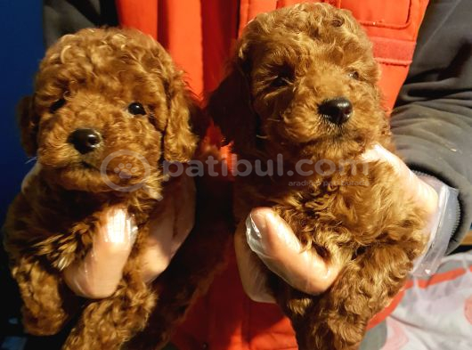 Gerçek Kali̇te İnani̇lmaz Rakamlara Toy Poodle Yavrular
