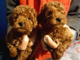Gerçek Kali̇te İnani̇lmaz Rakamlara Toy Poodle Yavrular