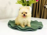 Safkan Pomeranian Boo Dişi Yavru  Sağlık Garantili