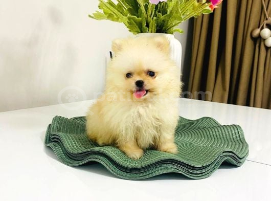 Safkan Pomeranian Boo Dişi Yavru  Sağlık Garantili görsel