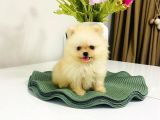 Safkan Pomeranian Boo Dişi Yavru  Sağlık Garantili