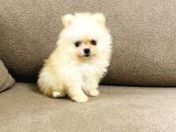 Safkan Pomeranian Boo Dişi Yavru  Sağlık Garantili