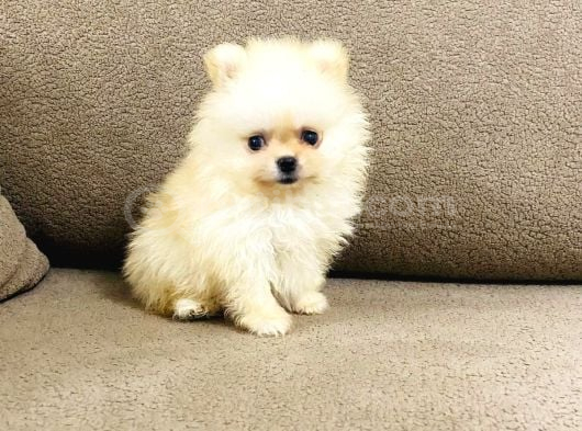 Safkan Pomeranian Boo Dişi Yavru  Sağlık Garantili görsel
