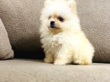 Safkan Pomeranian Boo Dişi Yavru  Sağlık Garantili