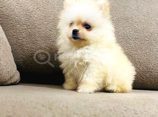 Safkan Pomeranian Boo Dişi Yavru  Sağlık Garantili görsel