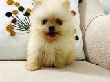 Safkan Pomeranian Boo Dişi Yavru  Sağlık Garantili