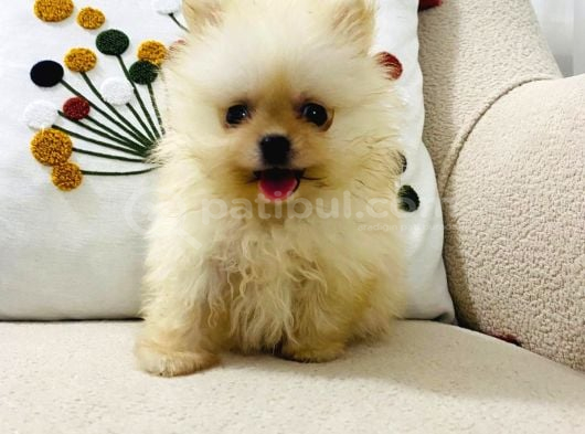 Safkan Pomeranian Boo Dişi Yavru  Sağlık Garantili görsel