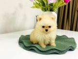 Safkan Pomeranian Boo Dişi Yavru  Sağlık Garantili
