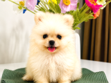 Safkan Pomeranian Boo Dişi Yavru  Sağlık Garantili